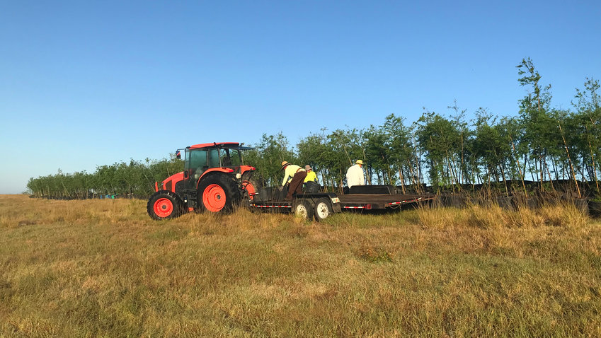 Crew loading cypress trees onto the trailer for planting on Lake Okeechobee April 2022.